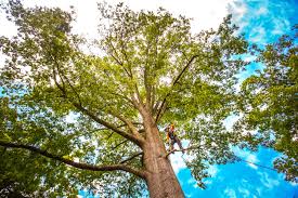 Best Tree Disease Treatment  in Voorheesville, NY