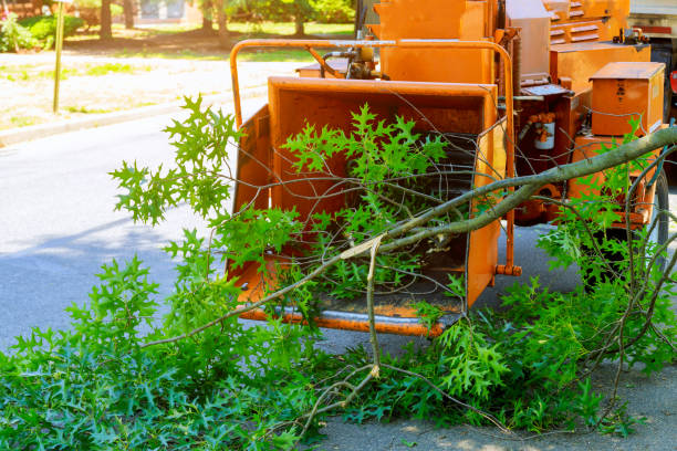 Trusted Voorheesville, NY Tree Services Experts