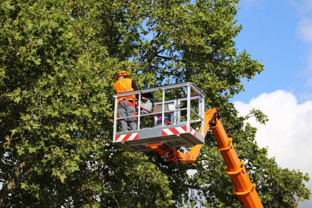 Best Hedge Trimming  in Voorheesville, NY