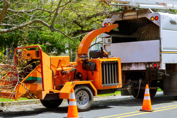 Best Tree Mulching  in Voorheesville, NY