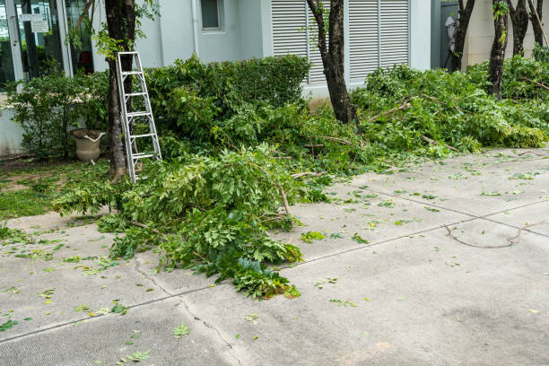 Best Lawn Disease Treatment  in Voorheesville, NY