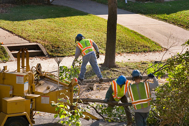 Best Tree Trimming and Pruning  in Voorheesville, NY