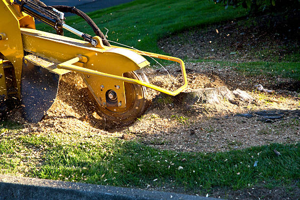 Best Firewood Processing and Delivery  in Voorheesville, NY
