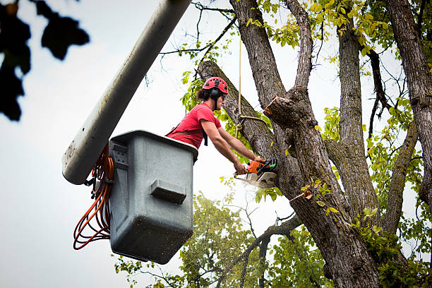 Best Commercial Tree Services  in Voorheesville, NY