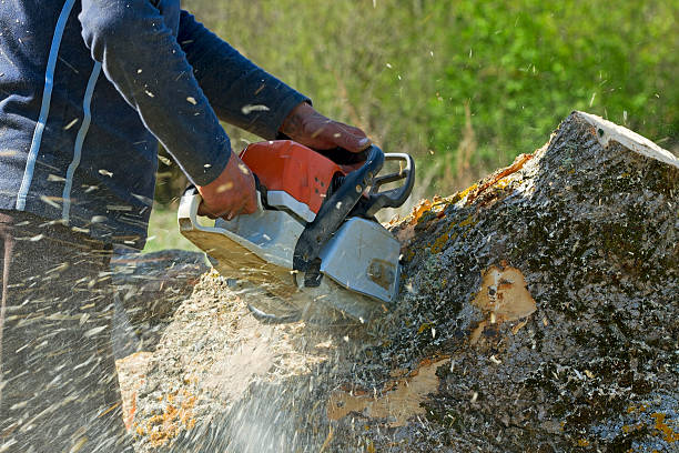 How Our Tree Care Process Works  in  Voorheesville, NY