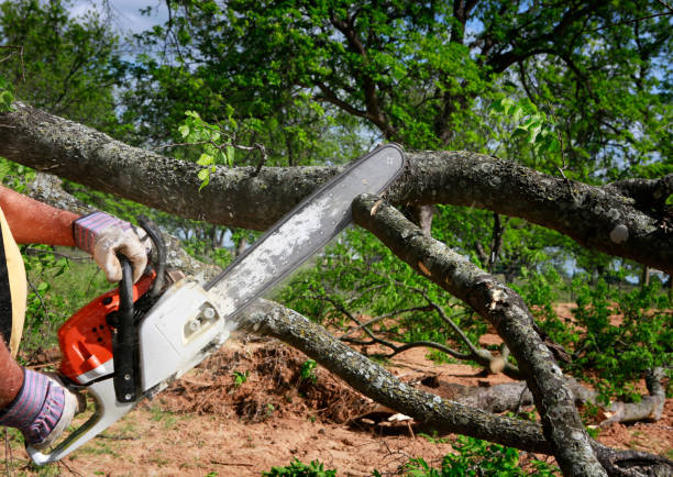 Best Soil Testing and Treatment  in Voorheesville, NY